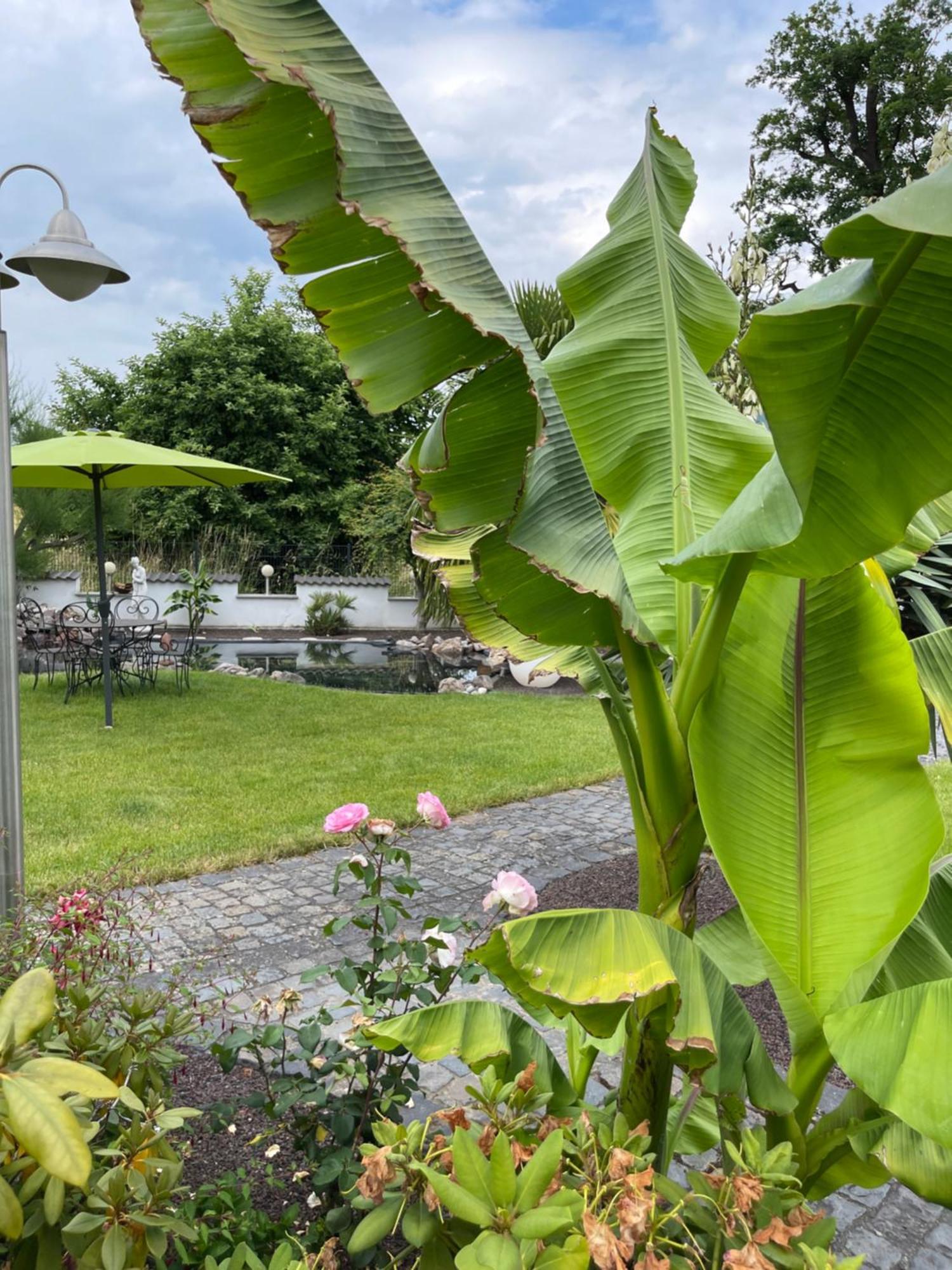 Ferienwohnung Am Pferdemarkt Konz Exterior foto